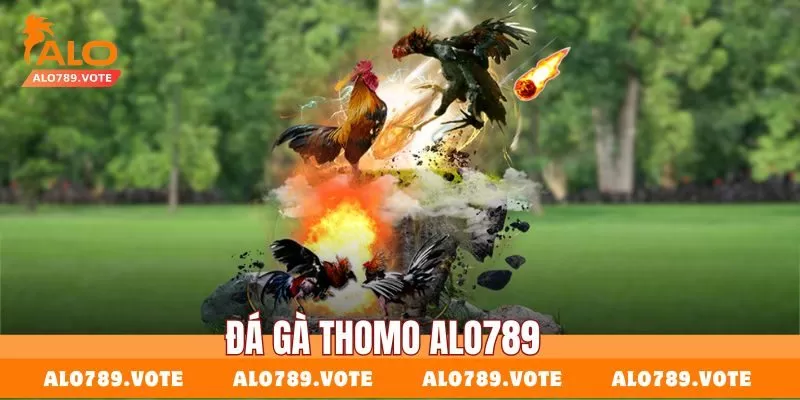 Đá gà Thomo Alo789